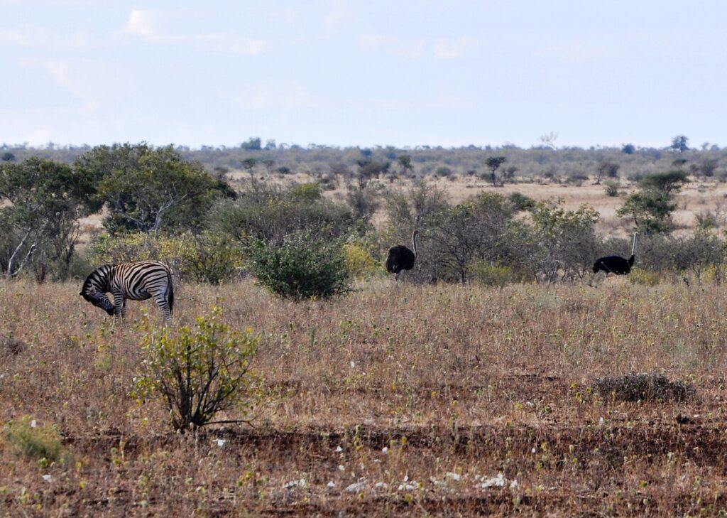 A zebra scratches its head with a hind leg in dry grass, two ostriches behind it, a brown female and a black male, with bushes and a flat horizon