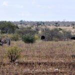 A zebra scratches its head with a hind leg in dry grass, two ostriches behind it, a brown female and a black male, with bushes and a flat horizon