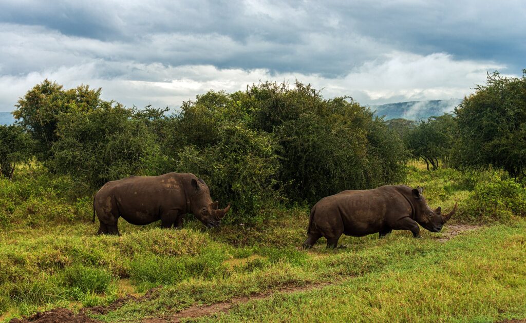 Two white rhinos walk in single file through green grass in front of bushes, under a heavy sky