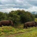 Two white rhinos walk in single file through green grass in front of bushes, under a heavy sky