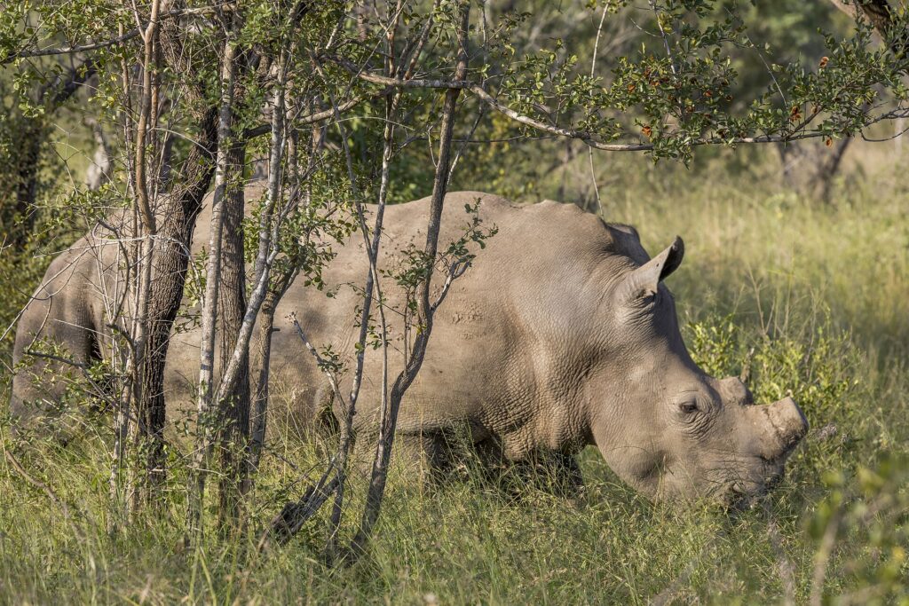 A white rhino grazes head down in green grass behind young tree trunks, the hump on its neck clearly visible and its horn short