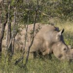 A white rhino grazes head down in green grass behind young tree trunks, the hump on its neck clearly visible and its horn short
