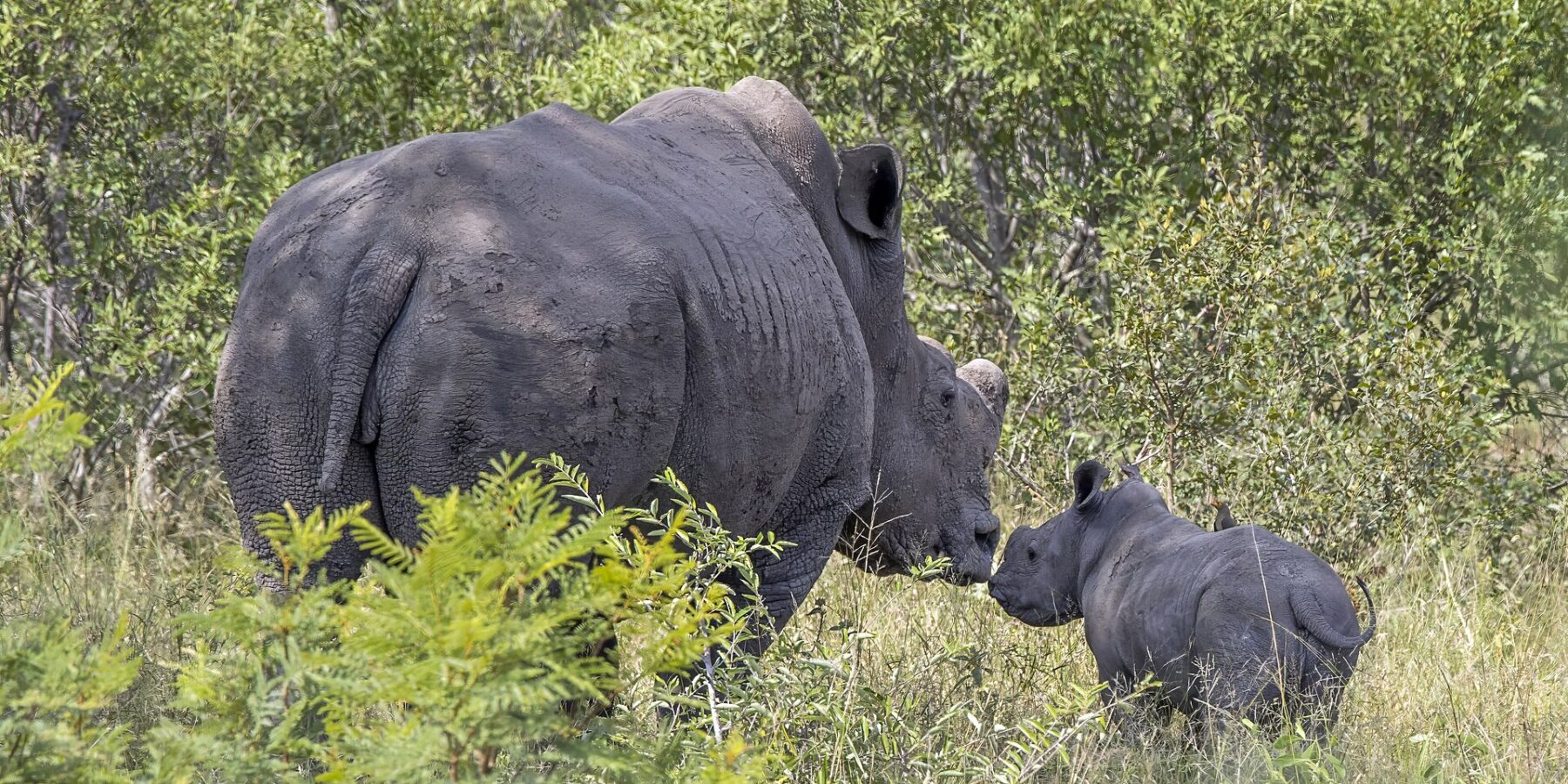 A dehorned female white rhino, her skin caked in dry mud, nuzzles her calf in green bush