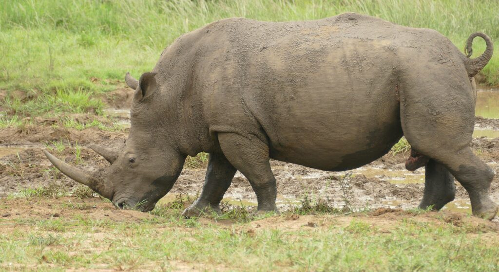 A mud-covered male white rhino in profile grazes head down at the edge of a wallow, its long front horn pointing at the ground and its tail curled
