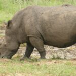 A mud-covered male white rhino in profile grazes head down at the edge of a wallow, its long front horn pointing at the ground and its tail curled