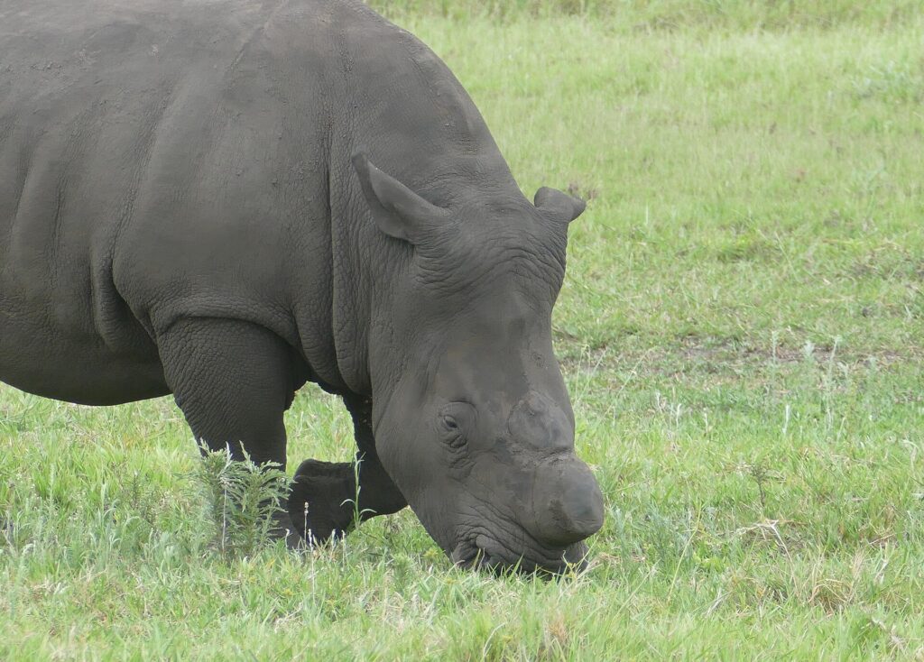 Close-up of a grazing dehorned white rhino, its horn sawn off flush above the snout, its skin mud gray and its square lip in the green grass