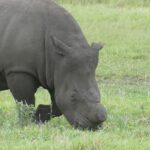 Close-up of a grazing dehorned white rhino, its horn sawn off flush above the snout, its skin mud gray and its square lip in the green grass