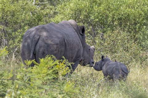 A dehorned female white rhino, her skin caked in dry mud, nuzzles her calf in green bush