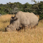 A northern white rhino with a sawn-off horn grazes in tall golden grass, a ranger in a green uniform at the edge of the frame