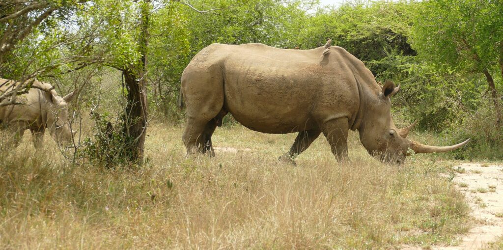 A long-horned female white rhino walks side-on through dry grass with an oxpecker on her back, her calf behind her in the green bushes