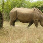A long-horned female white rhino walks side-on through dry grass with an oxpecker on her back, her calf behind her in the green bushes