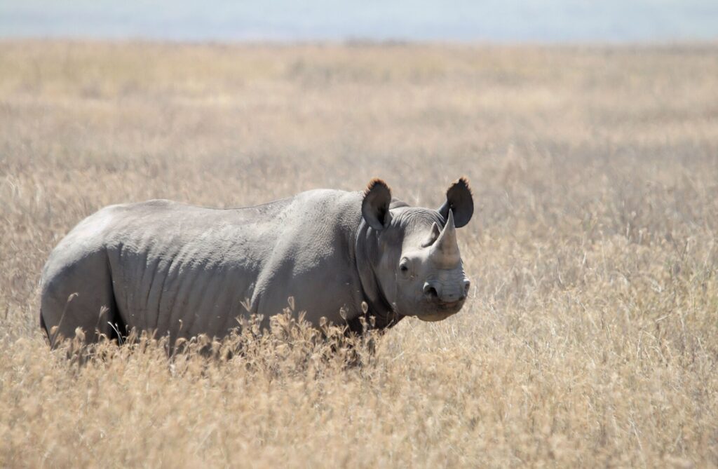 A black rhino standing in dry golden grass, with a pointed lip and fringed ears, facing the camera