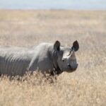 A black rhino standing in dry golden grass, with a pointed lip and fringed ears, facing the camera