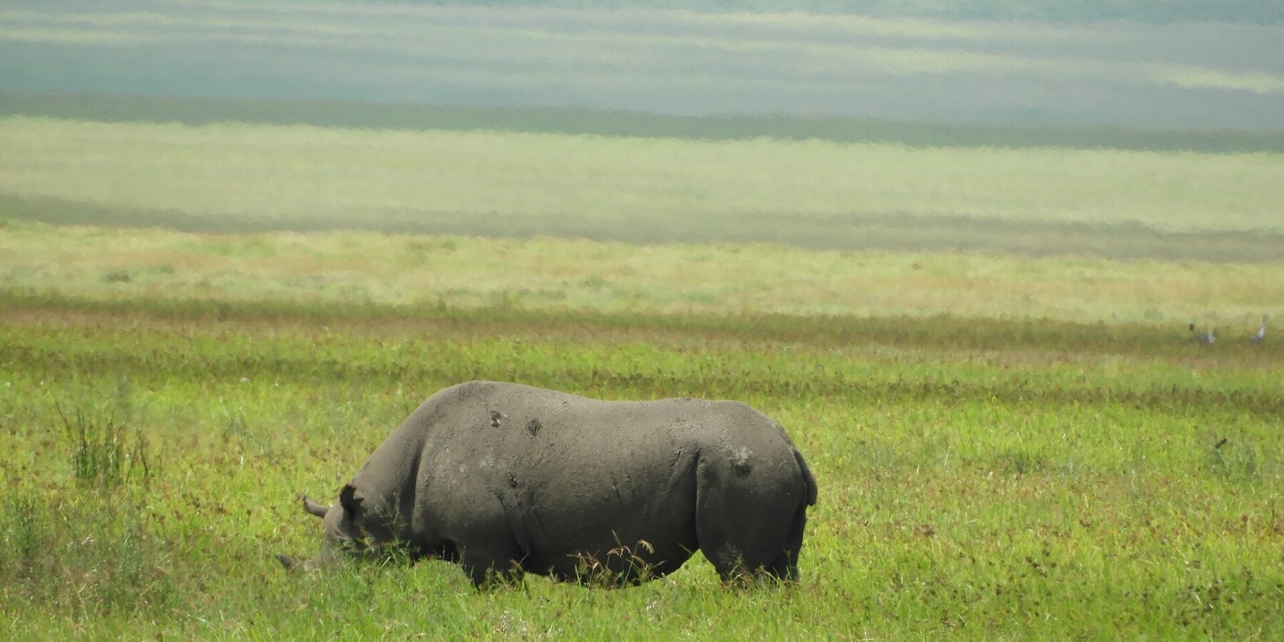 A black rhino feeds in profile in green grass, its lowered head hidden by the grass, the crater slopes blurred behind