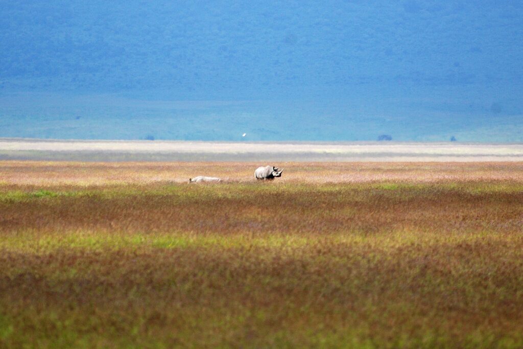 A black rhino and her calf, tiny on the vast reddish plain of the crater, with the white lake and the blue crater wall behind