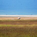 A black rhino and her calf, tiny on the vast reddish plain of the crater, with the white lake and the blue crater wall behind