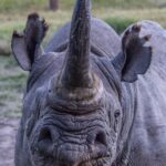 Head-on portrait of a black rhino with a long horn, a pointed lip and fringed ears, its right eye closed