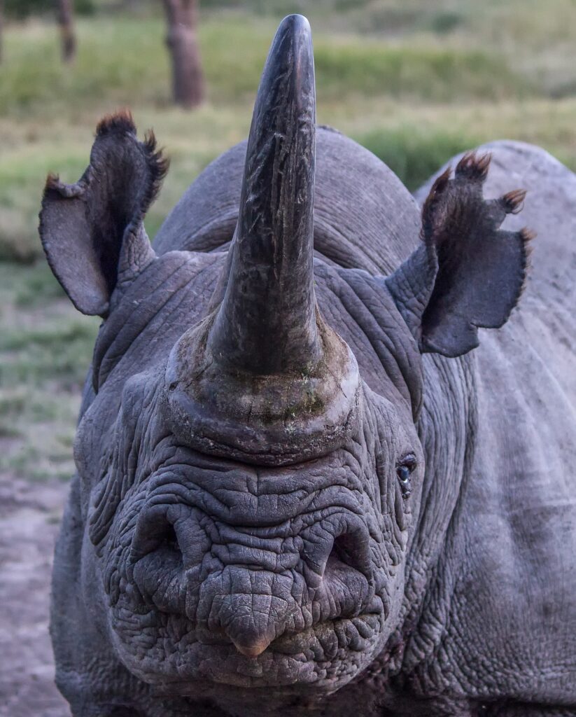 Head-on portrait of a black rhino with a long horn, a pointed lip and fringed ears, its right eye closed