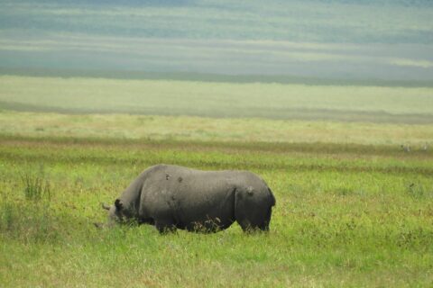 A black rhino feeds in profile in green grass, its lowered head hidden by the grass, the crater slopes blurred behind