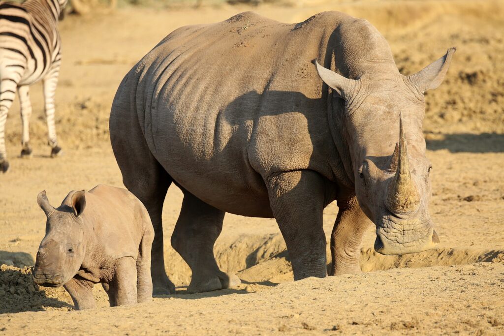 A long-horned female white rhino walks on bare earth with her calf ahead of her, a zebra in the background in golden light