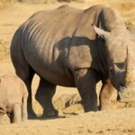A long-horned female white rhino walks on bare earth with her calf ahead of her, a zebra in the background in golden light