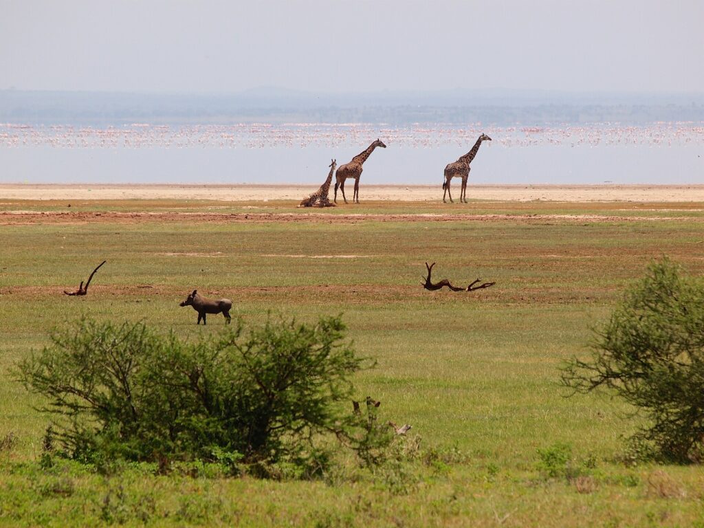Three giraffes on the lakeshore, a warthog in the grass in front, and a long pink line of flamingos on the water