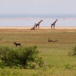 Three giraffes on the lakeshore, a warthog in the grass in front, and a long pink line of flamingos on the water