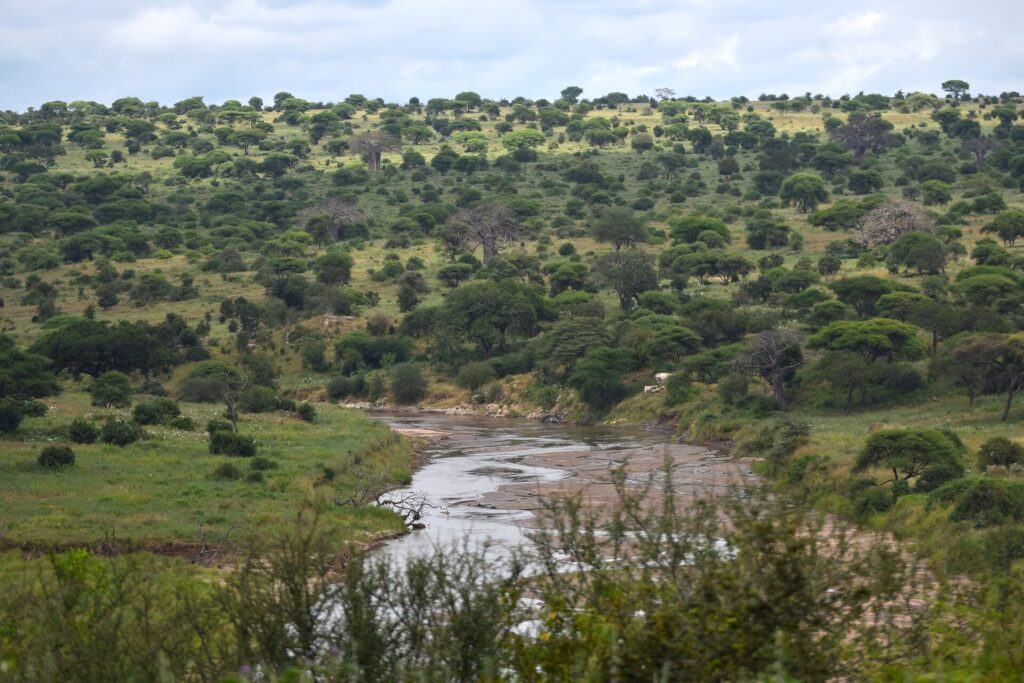 The Tarangire River winds between green banks, with acacias and baobabs covering the hills