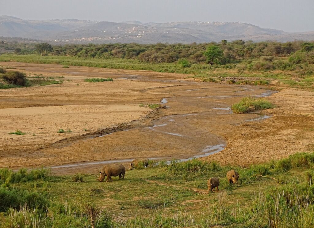 Four white rhinos, one of them young, graze a green lawn beside a wide sandy riverbed with a thin trickle of water, hills and villages in the distance