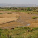 Four white rhinos, one of them young, graze a green lawn beside a wide sandy riverbed with a thin trickle of water, hills and villages in the distance