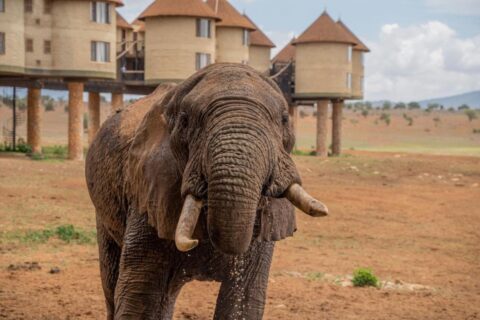 An elephant in the foreground, in front of the round stilted towers of Salt Lick Safari Lodge