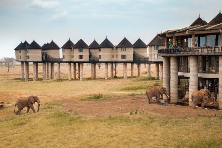 Elephants approaching the main building, where guests watch them from the lower terrace