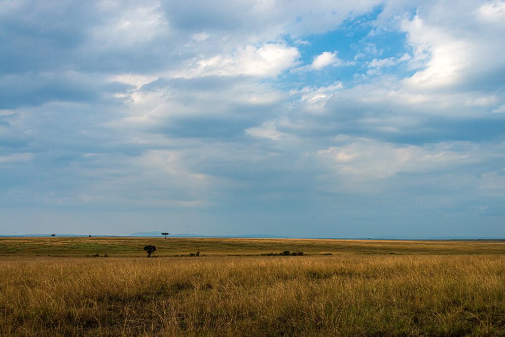 A plain of golden grass stretching to the horizon under a big cloudy sky, with two lone acacias in the distance