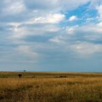 A plain of golden grass stretching to the horizon under a big cloudy sky, with two lone acacias in the distance
