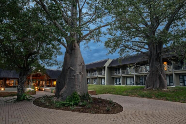 Two baobabs in the paved courtyard of Skukuza Safari Lodge, in front of the room wings, at dusk