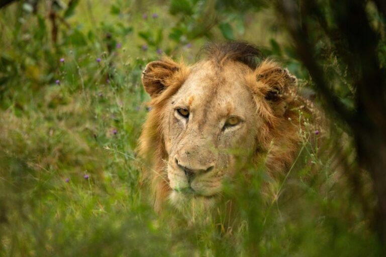 A lion lying in tall grass, its head turned toward the camera