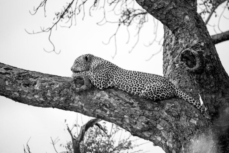 A leopard stretched out on a thick branch, in black and white
