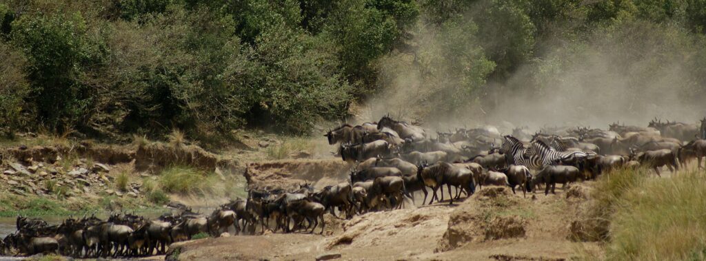 A herd of wildebeest and a few zebras climb the dusty bank after the crossing, in a cloud of dust in front of the bushes