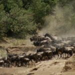 A herd of wildebeest and a few zebras climb the dusty bank after the crossing, in a cloud of dust in front of the bushes