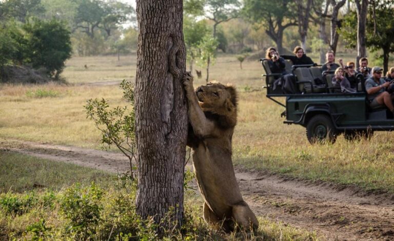 A lion standing up against a tree trunk, in front of an open 4x4 whose passengers are photographing it