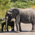 A female elephant crosses a paved road side-on while a young elephant behind her pulls leaves from a roadside bush, green bush all around
