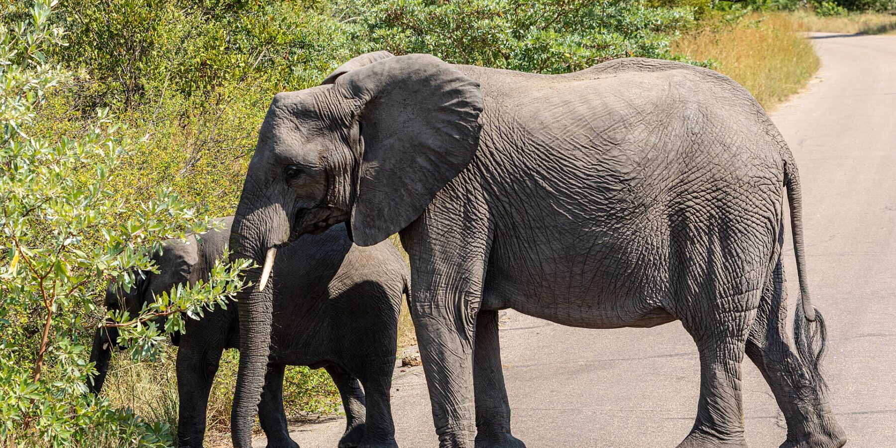 A female elephant crosses a paved road side-on while a young elephant behind her pulls leaves from a roadside bush, green bush all around