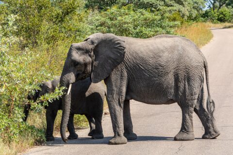 A female elephant crosses a paved road side-on while a young elephant behind her pulls leaves from a roadside bush, green bush all around
