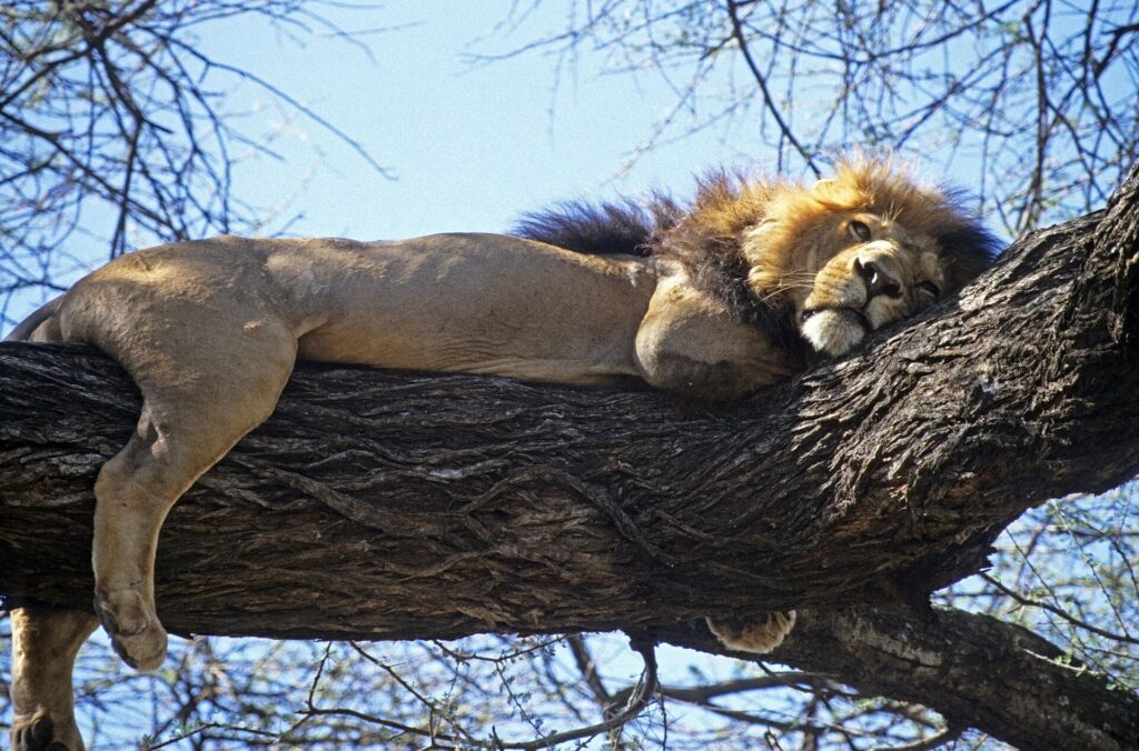 A dark-maned lion stretched out full length on a thick branch, legs dangling, against a blue sky
