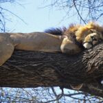 A dark-maned lion stretched out full length on a thick branch, legs dangling, against a blue sky