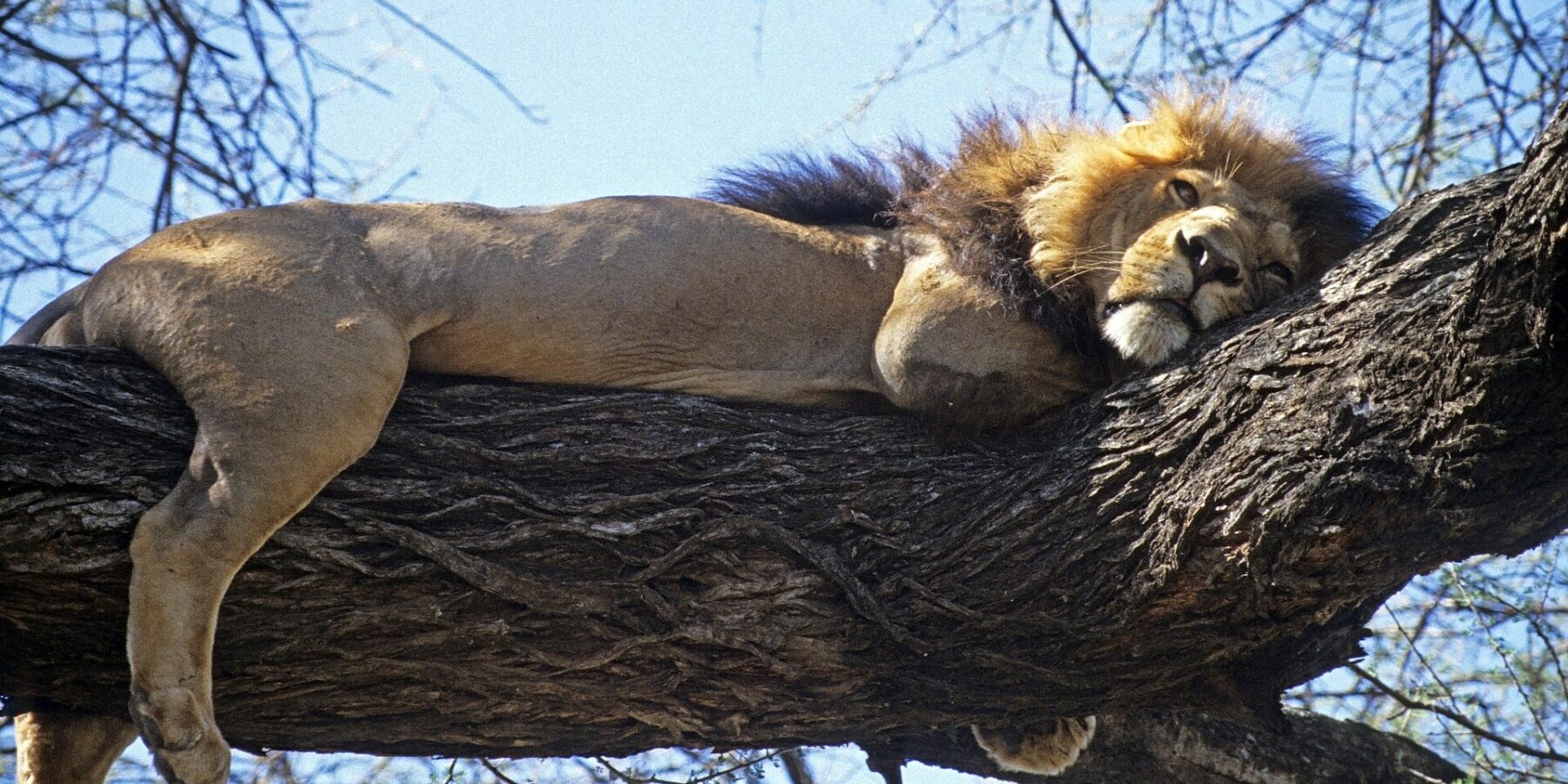 A dark-maned lion stretched out full length on a thick branch, legs dangling, against a blue sky