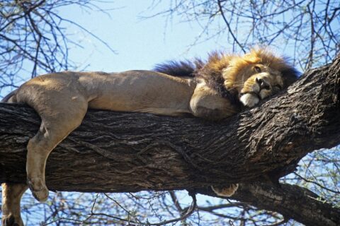 A dark-maned lion stretched out full length on a thick branch, legs dangling, against a blue sky