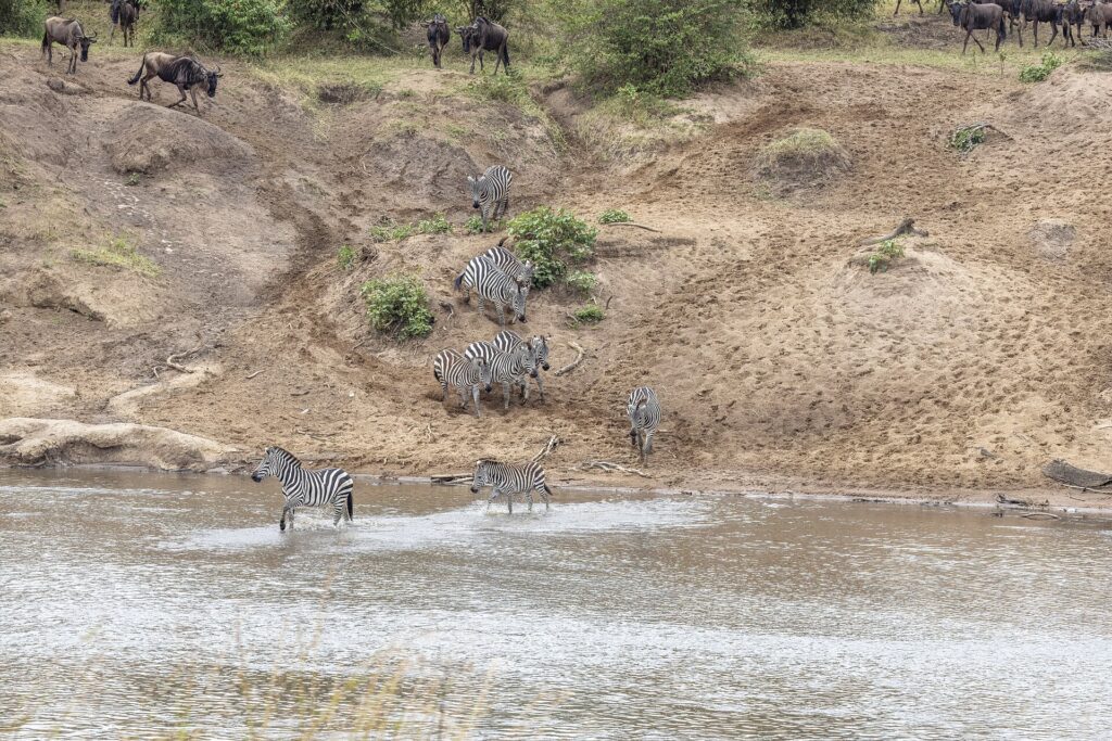 Zebras come down a sandy bank and ford the river, while wildebeest wait at the top of the slope