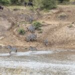 Zebras come down a sandy bank and ford the river, while wildebeest wait at the top of the slope