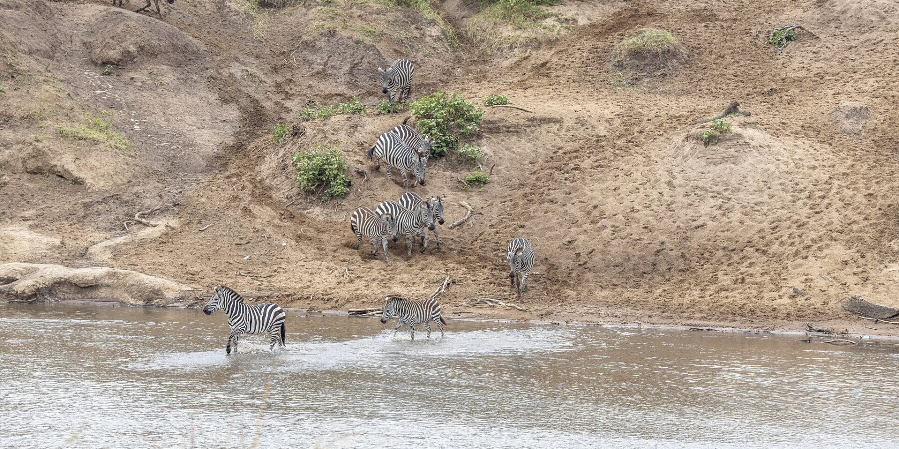 Zebras come down a sandy bank and ford the river, while wildebeest wait at the top of the slope